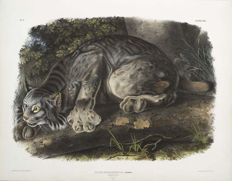 Canada Lynx 